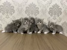 サイベリアン【埼玉県・女の子・2025年8月15日・ダイリュートキャリコ(三毛猫)】の写真4