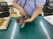 サイベリアン【埼玉県・男の子・2024年12月11日・ブルータビー】の写真4「2月10日健康診断受けてきました。特に問題ありませんでした😊よかったね♪」