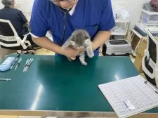 サイベリアン【埼玉県・男の子・2025年6月6日・ブルータビー】の写真4「8月4日健康診断受けてきました。特に問題ありませんでした😊よかったね♪」