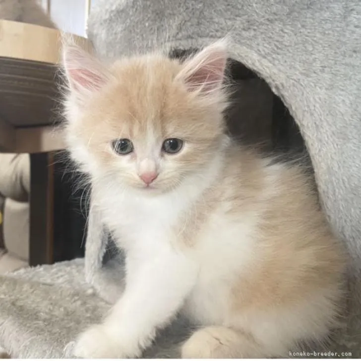 ID:2209-00799の子猫