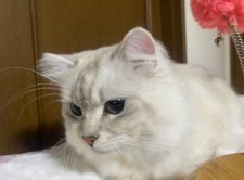 サイベリアン【・男の子・2022年10月12日・ネヴァマスカレード】「食欲旺盛でとても逞しく立派です。」