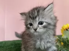 サイベリアン【栃木県・女の子・2025年2月12日・シルバータビー】の写真13「ちょっとボーッとしてます。」