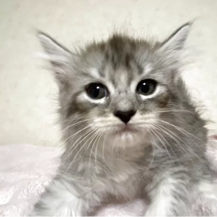 ID：2508-01771の子猫