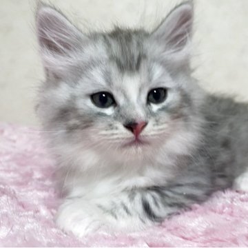サイベリアン【栃木県・男の子・2025年7月5日・ブルーシルバータビー&ホワイト（長毛）】の写真「兄弟の中で1番大きな子です。食欲旺盛です。」