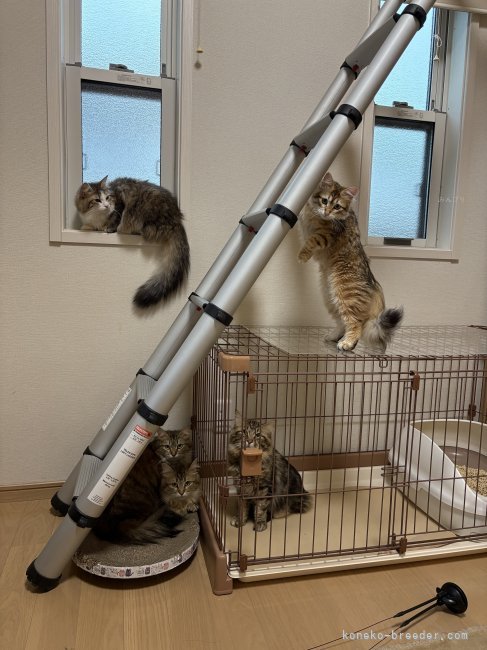 田中　志保(たなか　しほ)ブリーダー(広島県・サイベリアン・DCC登録)の紹介写真3