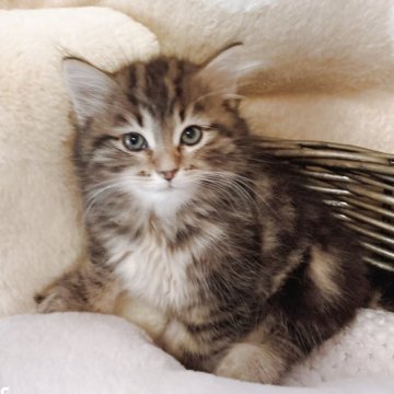 サイベリアン【広島県・女の子・2025年7月26日・ブラウン(ブラック)クラシックタビー&ホワイト】の写真「とっても美人ちゃんです❤️」