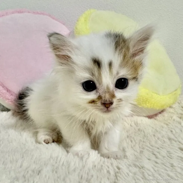 ID：2311-00310の子猫