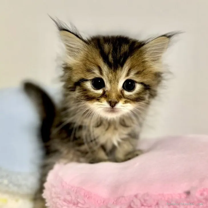 ID：2311-00323の子猫