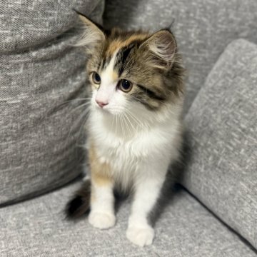 サイベリアン【岐阜県・女の子・2024年8月10日・ブラウンマッカレルタビー&ホワイト（ふわふわ）】の写真「キレイなハチワレちゃん🩷ྀི」