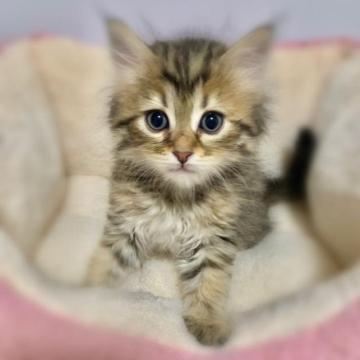 サイベリアン【岐阜県・男の子・2023年1月5日・ブラウンタビー（トリプルコート）】の写真「3/3まで掲載予定です🐈🐾」