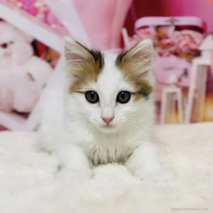 E.K 様のお迎えした子猫