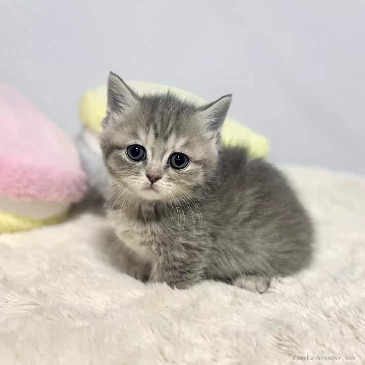 ID:2412-01904の子猫