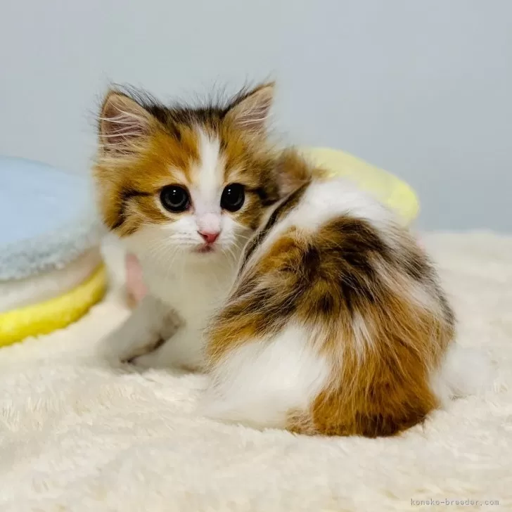 ID：2501-00800の子猫