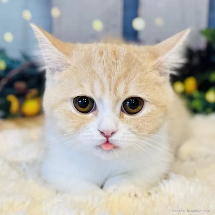 ID：2508-02186の子猫