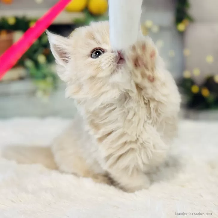 ID:2504-02743の子猫
