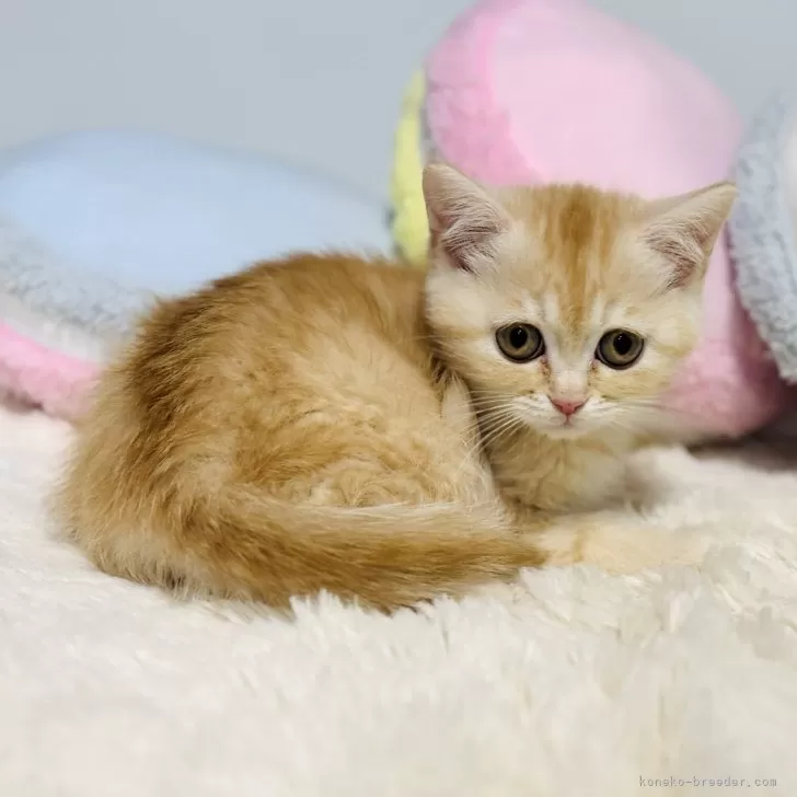 ID：2412-01918の子猫