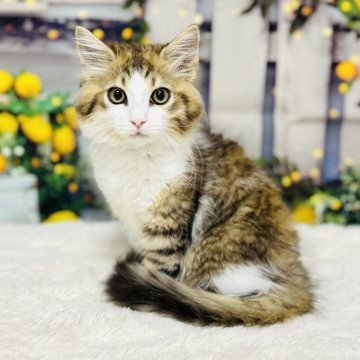 サイベリアン【岐阜県・男の子・2025年4月28日・ブラウンタビー&ホワイト（サラサラ）】の写真「おめめぱっちり❣️ハチワレくん💖」