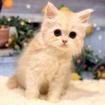 ミヌエット(長足)【岐阜県・女の子・2025年10月3日・クリームタビー&ホワイト（ロング）】の写真「もう顔がアイドル❣️❣️💖」