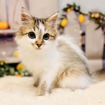 サイベリアン【岐阜県・男の子・2025年8月18日・ブラウンタビー&ホワイト（さらふわ）】の写真「おめめきゅるるんボーイ❤️🩷🧡」