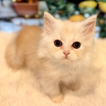 ミヌエット(短足)【岐阜県・男の子・2025年10月3日・クリームタビー（ロング）】の写真「小柄な短足ちゃん💚💛🧡」