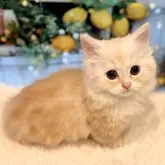 ミヌエット(短足)