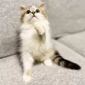 サイベリアン【岐阜県・男の子・2025年8月18日・ブラウンタビー&ホワイト】の写真5