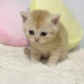 ミヌエット(長足)【岐阜県・女の子・2024年11月3日・レッドタビー】の写真7