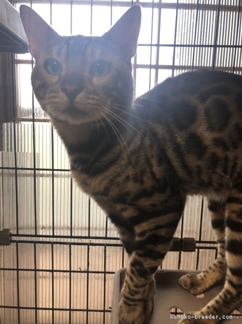ベンガル【・男の子・2021年2月14日・BROWN SPOTTED TABBY】