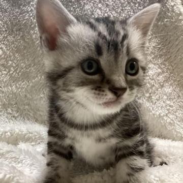 アメリカンショートヘア【千葉県・男の子・2023年1月21日・シルバータビー】の写真「おとなしめのイケメン君✨」