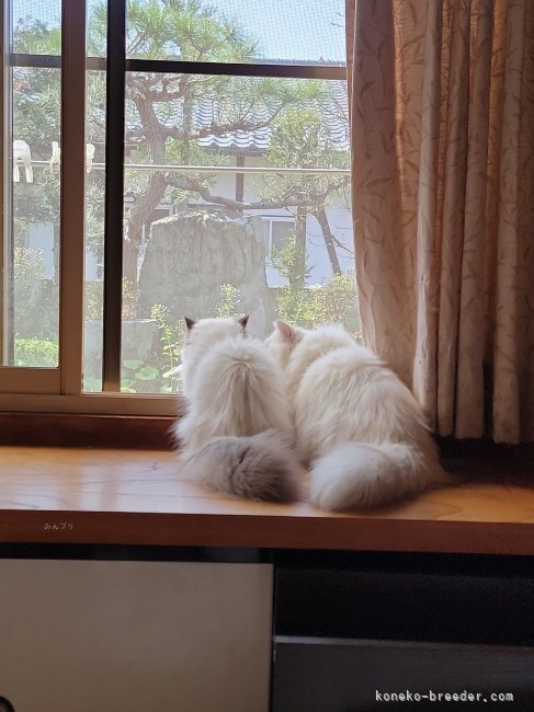 小島　里沙(こじま　りさ)ブリーダー(長野県・エキゾチックショートヘアなど・CFA/MFCC登録)の紹介写真7
