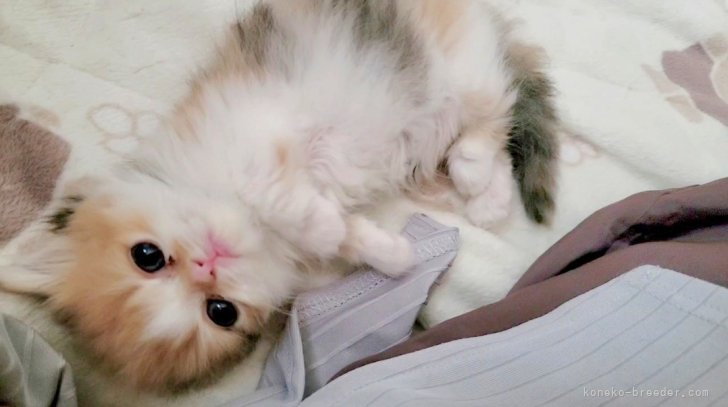 小島　里沙(こじま　りさ)ブリーダー(長野県・エキゾチックショートヘアなど・CFA/MFCC登録)の紹介写真8