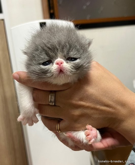 小島里沙ブリーダーのブログ：🐈子猫ちゃんたち🐈‍⬛