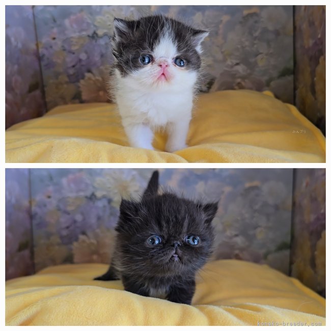 小島里沙ブリーダーのブログ：🩷素敵なご縁＆🐈お迎え🎀＆子猫情報🐖