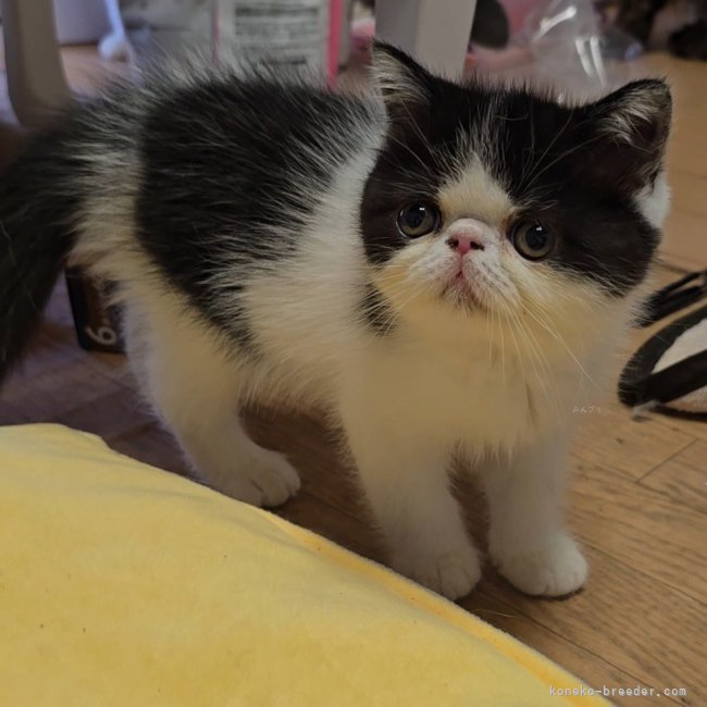 小島里沙ブリーダーのブログ：🐈‍⬛お迎え＆🐈おたより＆日常🐖