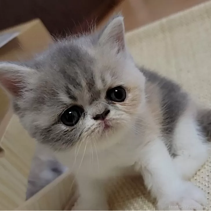 ID:2409-00013の子猫