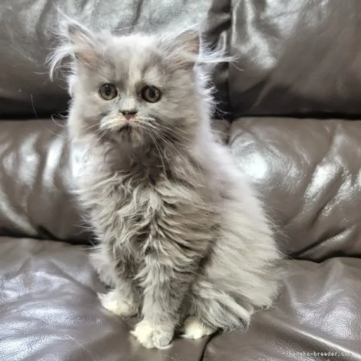 ID:2301-00778の子猫