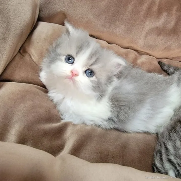 ID：2303-00409の子猫