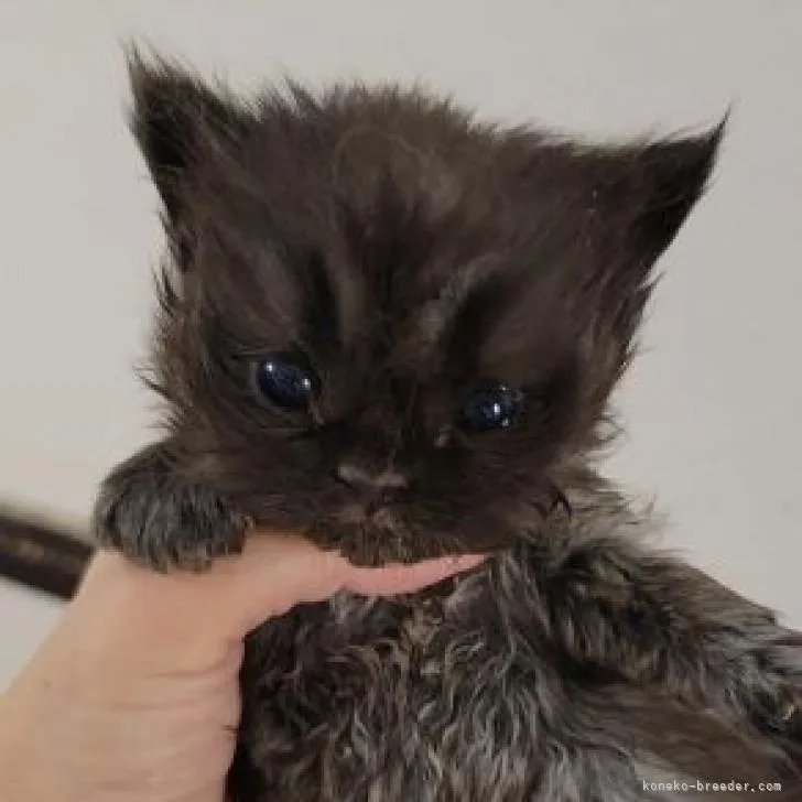 ID:2301-00787の子猫