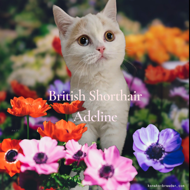 ブリティッシュショートヘア【・女の子・2025年6月10日・クリーム&amp;ホワイトバン】