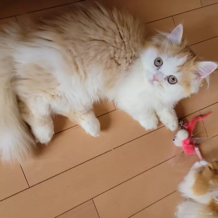 ID：2401-01561の子猫
