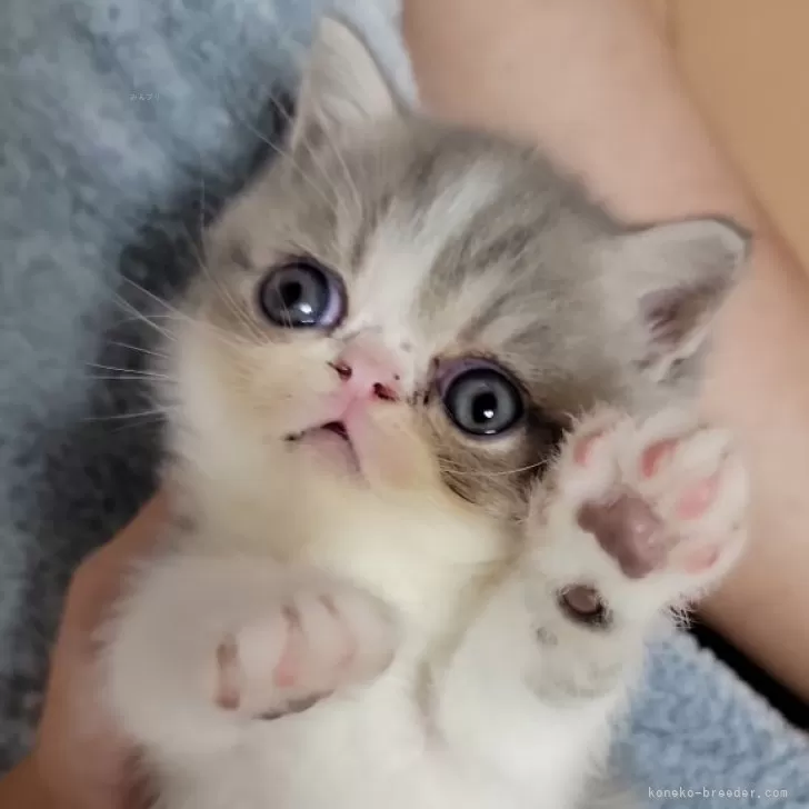 ID:2409-02771の子猫