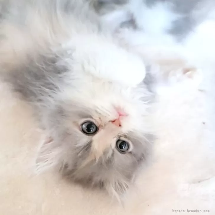 ID：2410-01520の子猫