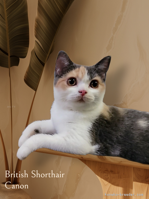ブリティッシュショートヘア【・女の子・2023年5月4日・ダイリュートキャリコ】