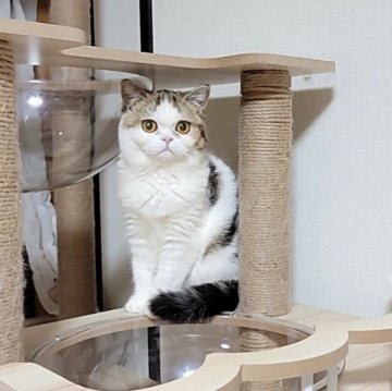 エキゾチックショートヘア【長野県・女の子・2023年8月3日・ブラウンタビー&ホワイト（柔らかいふわふわショート）】の写真「❤こぼれ落ちそうな大きなおめめ❤」