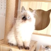 ヒマラヤン