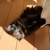 ミヌエット(長足)【長野県・女の子・2023年8月28日・トーティ】の写真3「日向でコロコロ」