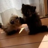 ミヌエット(長足)【長野県・女の子・2023年8月28日・トーティ】の写真4「逆光になっちゃった😵」