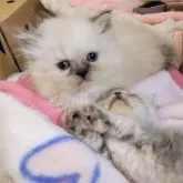 ミヌエット(短足)【長野県・女の子・2023年5月9日・ブルーポイント】の写真5「2023-06-27」