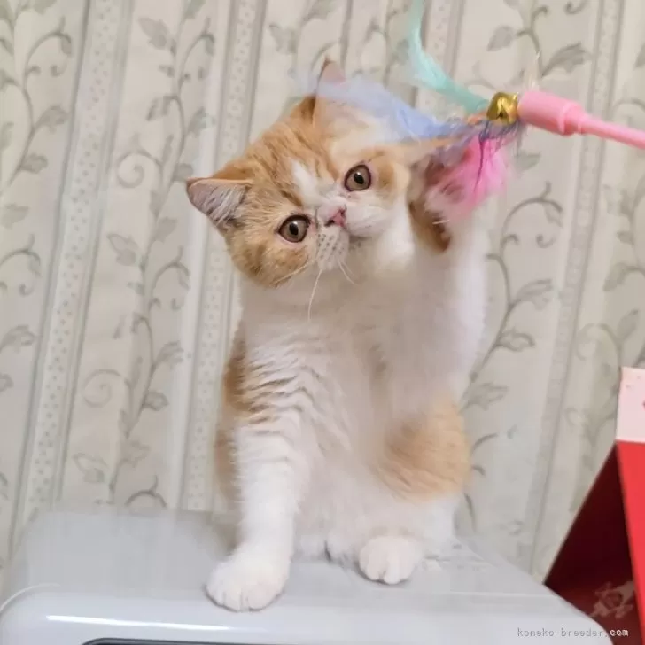 yukiさん専用　エキゾチック とマリンベア 2_000000000347.jpg?1678209902