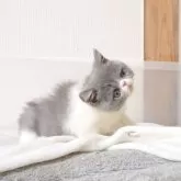 エキゾチックショートヘア【長野県・男の子・2025年2月26日・ブルー&ホワイト】の写真6